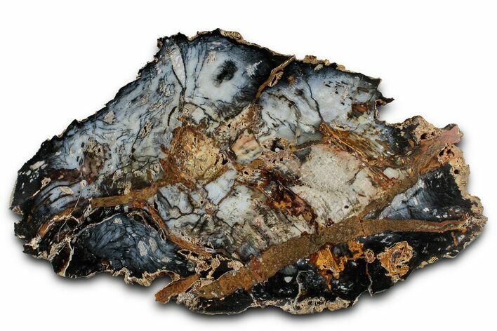 Colorful Hubbard Basin Petrified Wood Slab - Nevada #358855